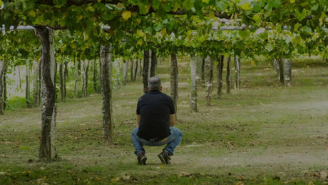 Bodegas y Viñedos Attis