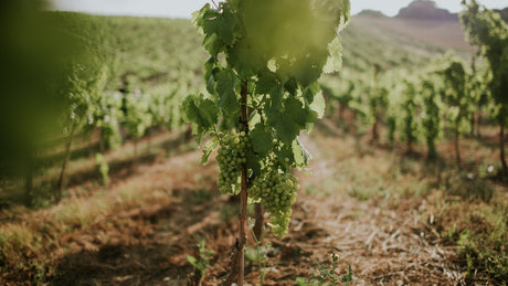 Bodegas Gran Feudo