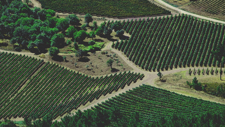 Bodegas Joaquín Rebolledo