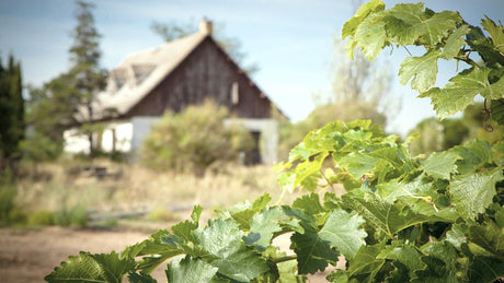 Bodegas Sanz