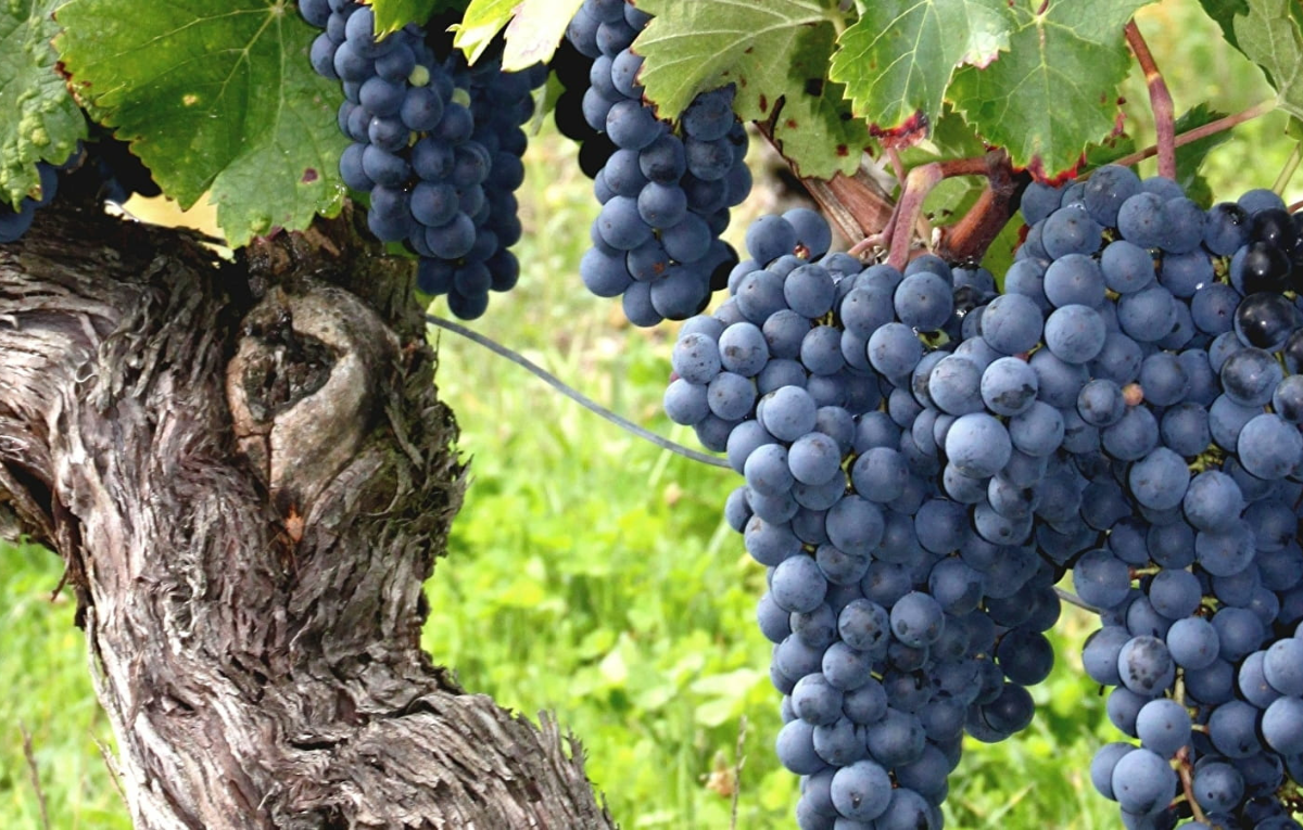 Cabernet Franc