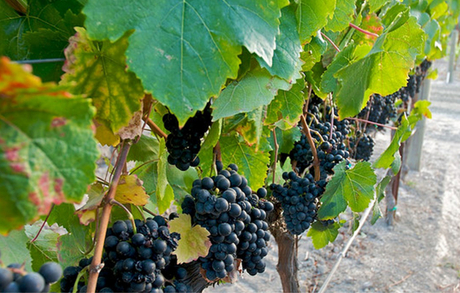 Petit Verdot