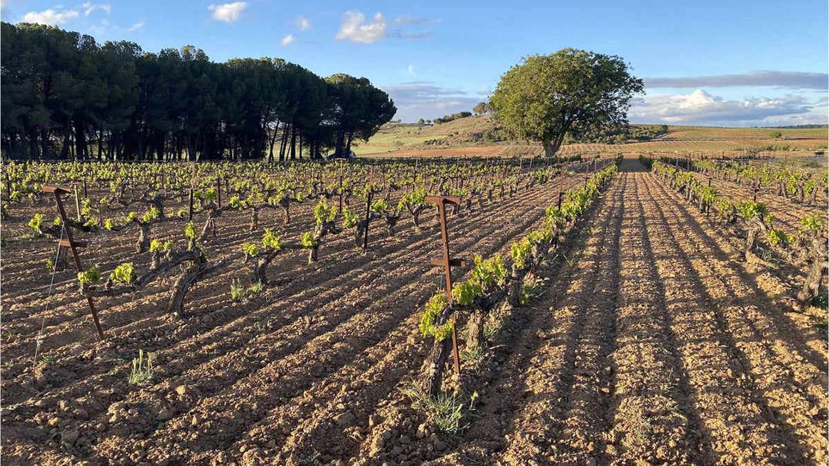 Bodegas Gallego Zapatero