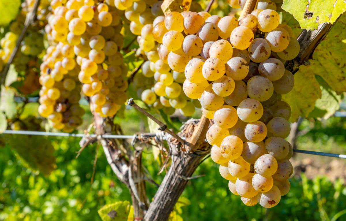 Riesling